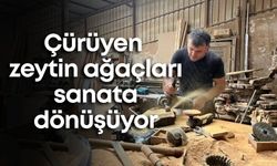 Çürüyen zeytin ağaçları Alanya'da sanata dönüşüyor