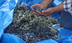 Hatay’da kuraklık zeytini vurdu! Verim yüzde 75 düştü