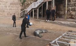 Mermerli Plajı'nda Akdeniz foku görüldü! Yunanistan'dan mı kaçtı?