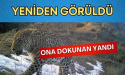 Türünün yok olduğu sanılıyordu, yeniden görüldü! Ona dokunan yandı