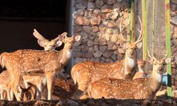Antalya Doğal Yaşam Parkı'na yeni üye: Aksis (benekli) geyiği dünyaya geldi