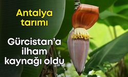 Antalya modeli sınırları aştı: Abhazya'da tropikal tarım devrimi başladı