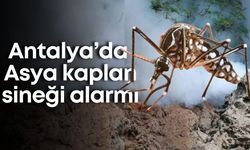Antalya’da yeni tehlike: Asya kaplan sivrisineği ortaya çıktı