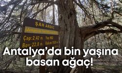 Antalya’da bin yaşına basan ağaç! Doğaseverlerin gözü Elmalı’da