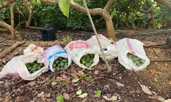 Alanya’da 500 bin TL’lik avokado hırsızlığı jandarmaya takıldı