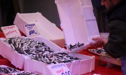 İstavrit bolluğu hamsinin yokluğunu aratmıyor