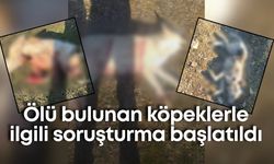 Burdur'da ölü bulunan köpeklerle ilgili soruşturma başlatıldı