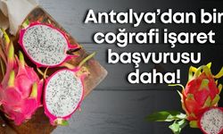 Antalya Ejder Meyvesi için coğrafi işaret başvurusu yapıldı