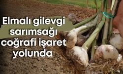 Elmalı gilevgi sarımsağı coğrafi işaret yolunda
