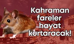 Kahraman fareler hayat kurtaracak!