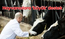 Antalya Büyükşehir, 2025 yılında hayvancıları unutmadı! Yem desteği yüz güldürdü