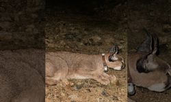 Bilim insanlarından çarpıcı sonuç: Karakulak, Akdeniz için gösterge tür