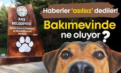 Kaş Belediyesinden can dostlar için açıklama