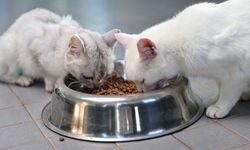 Antalya'da binlerce hayvana tedavi ve rehabilitasyon