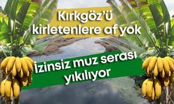 Kırkgöz’ü kirletenlere af yok: İzinsiz muz serası yıkılıyor