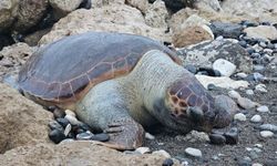 Nesli tehlike altındaki caretta carettalar Mersin’de bir bir ölüyor