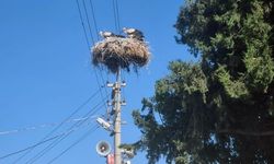 Milas'ta leyleklere güvenli yuva