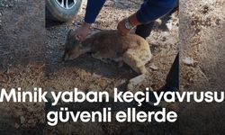 Minik yaban keçi yavrusu güvenli ellerde