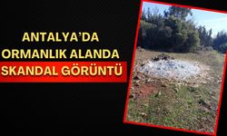 Antalya’da ormanlık alan cam şişe çöplüğüne döndü!