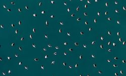 Türkiye’nin Maldivleri Salda’da göçmen kuşlardan görsel şölen