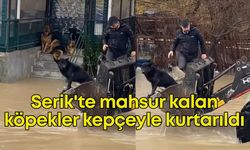 Antalya Serik'te mahsur kalan köpekler kepçeyle kurtarıldı