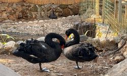 Doğanın en sadık eşleri siyah kuğular Antalya'da kuluçkaya yattı
