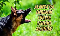 Alanya’da başıboş köpek krizi yaban hayatına sıçradı: "Endemik türler tehdit altında!"
