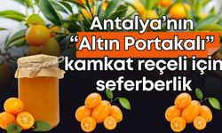 Antalya’nın 'altın portakalı' kamkat reçeli için seferberlik