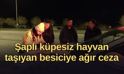 Burdur'da şaplı küpesiz hayvan taşıyan besiciye ağır ceza