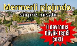 Mermerli plajında denize gönderilmişti! Prof. Dr. Mehmet Gökoğlu tepki gösterdi