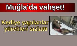 Muğla'da üniversite öğrencilerini üzen vahşet! Kediye yapılanlar yürekleri sızlattı