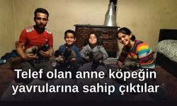 Antalya'da hortumda telef olan anne köpeğin 8 yavrusuna sahip çıktılar