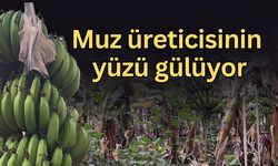 Antalya’da sel, Alanya’da bereket: Muz üreticisinin yüzü gülüyor