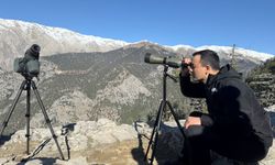 Toros Dağları’nda yaban keçileri mercek altında