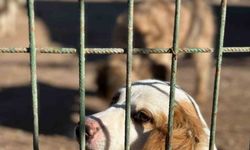 Antalya’da barınak denetimine giden 3 kadın avukata saldırı!