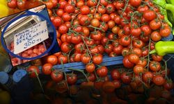Antalya’da çeri domatesin kilogramı 300 TL!