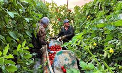 Antalya’da Venedik’i andıran görüntüler: Çiftçiler kano ile domates topladı