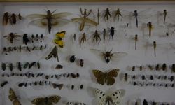 Isparta’da böcek korkusunu yenen müze