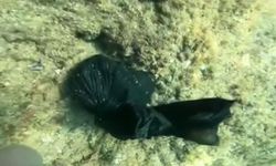 Denizin dibinden çıkan şaşırtan gerçek