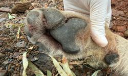 Fethiye'de trafik kazasında ölen genç kurt TÜBİTAK projesine ışık tutacak