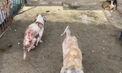 Finike’deki sokak hayvanları hakkında belediyeden açıklama: Savcılık devreye girdi