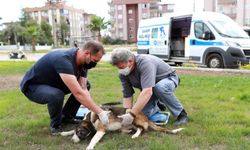 Antalya’da sokak hayvanlarına 7 gün 24 saat acil müdahale!