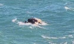 Antalya’da sahile bir haftada ikinci kez inek ölüsü vurdu