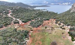 Antalya Barosu'ndan Cumhurbaşkanı Kararı'na sert tepki: Ormanlar idari takdir alanı değildir!