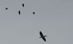Antalya semalarında baharın ilk müjdecisi leylekler oldu