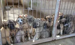 Kaş'tan Antalya'ya köpek sevki! Hayvanseverler endişeli