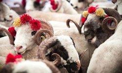 Antalya’da kurbanlık fiyatları belli oldu