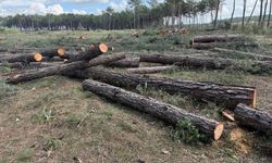 Kurşunlu ormanında sessiz kıyım! Onlarca kızılçam ağacı kesildi!