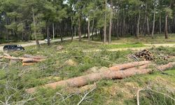 Kurşunlu’da orman katliamı devam ediyor! Kıyım anayola kadar geldi