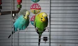 Kuş besleyenler dikkat: Akciğerde geri dönüşümsüz hasar riski